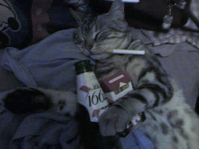 Sleeping cat